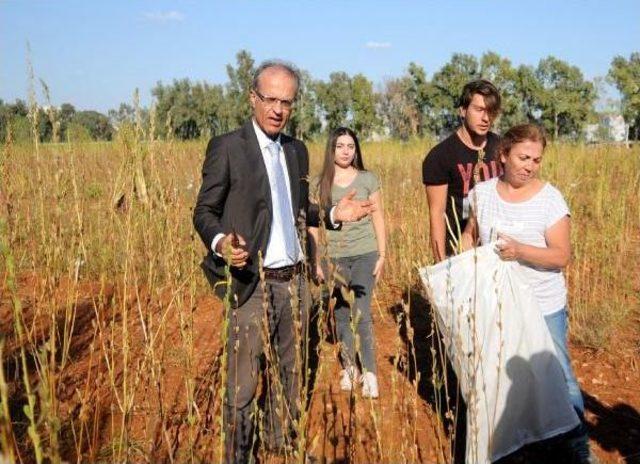 Akdeniz &Uuml;niversitesi nde Milli Susam Yetiştirildi 3