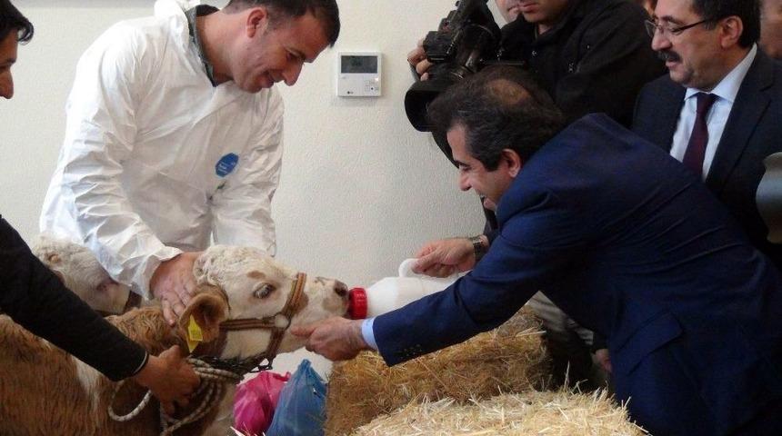 Buzağı &Ouml;l&uuml;mleri Azalırsa, T&uuml;rkiye Et İhra&ccedil; Edebilecek