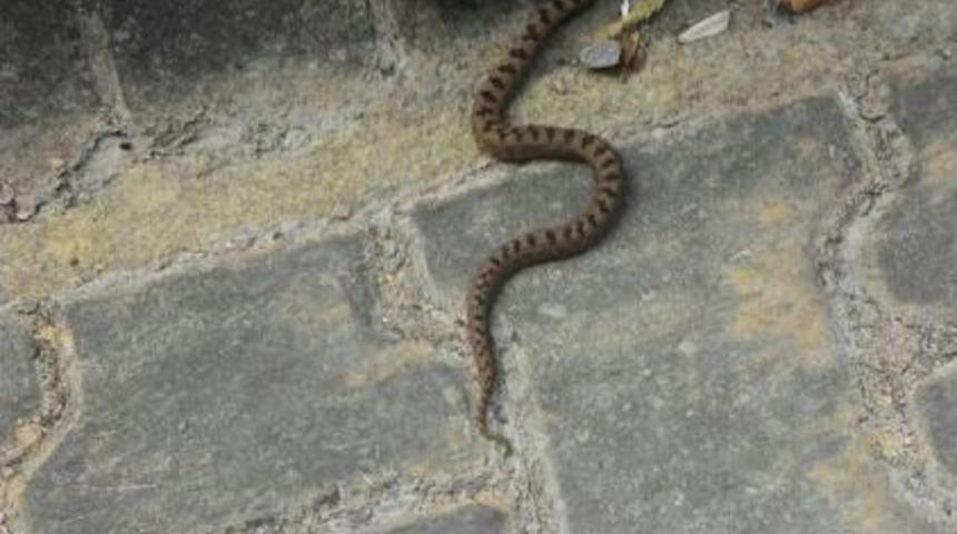 K&uuml;re Dağaları Milli Parkı&rsquo;nda Yeni Engerek T&uuml;r&uuml; Tespit Edildi