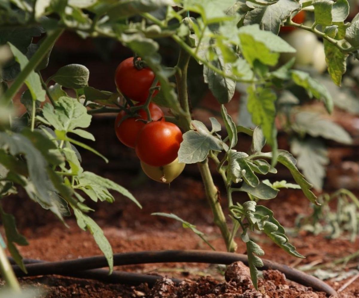 Domates Fideleri Rusya İ&ccedil;in Toprakla Buluştu