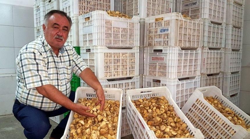 İncirde Rekolte, Hasat Ve Jeotermal Etki Değerlendirildi