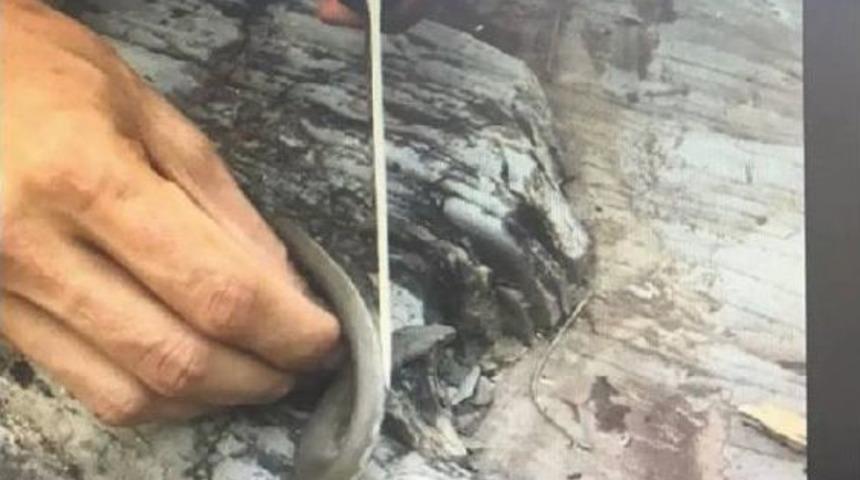 Kaçak Avın Fotoğrafını Sosyal Medyada Paylaşınca Ceza Yedi