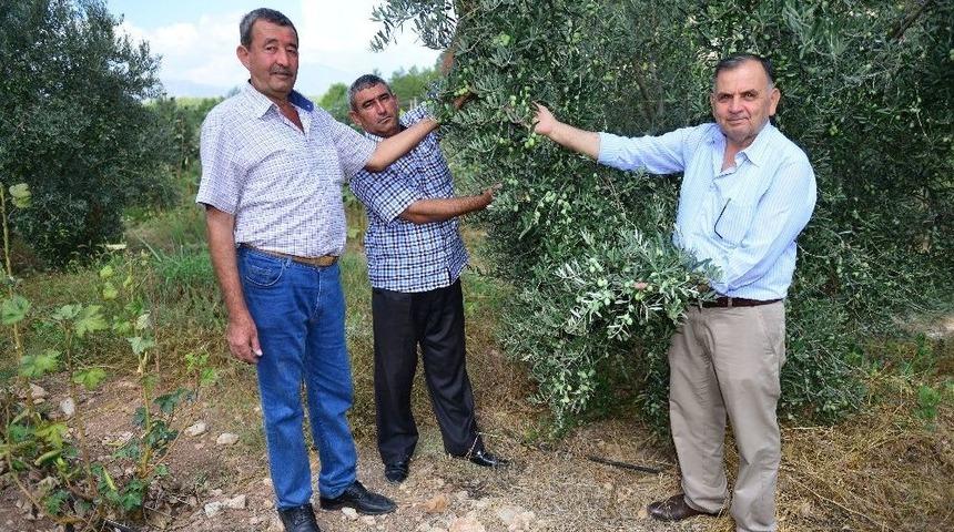 Kumluca&rsquo;da Zeytinler Hasat Bekliyor