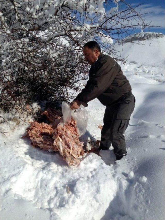 Kayseri Orman Ve Su İşleri Müdürlüğü Yaban Hayvanları İçin Yem Bıraktı