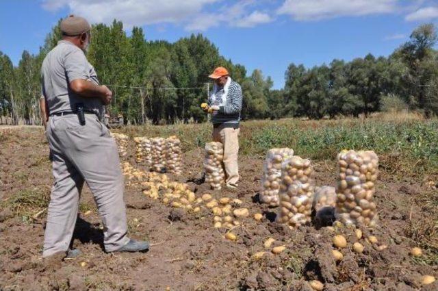 Patates Ekimi Yapan Çiftçilerin Pazar Ve Işçi Sıkıntısı 