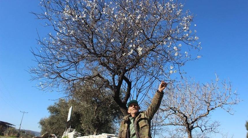 Aydın&rsquo;da Beklenene Soğuklar Gelmeyince Bademler &Ccedil;i&ccedil;ek A&ccedil;tı