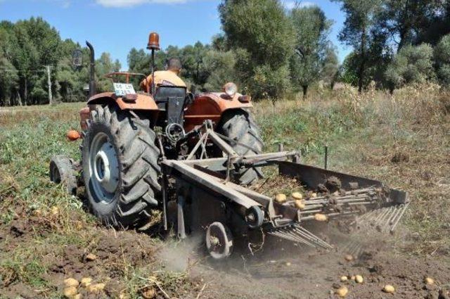 Patates Ekimi Yapan Çiftçilerin Pazar Ve Işçi Sıkıntısı 