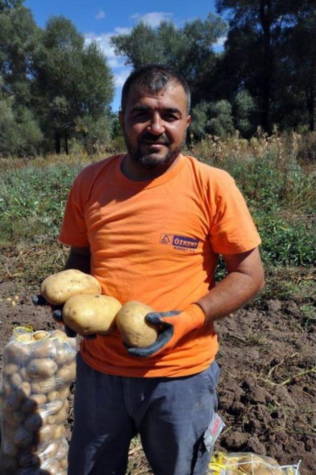 Patates Ekimi Yapan Çiftçilerin Pazar Ve Işçi Sıkıntısı 