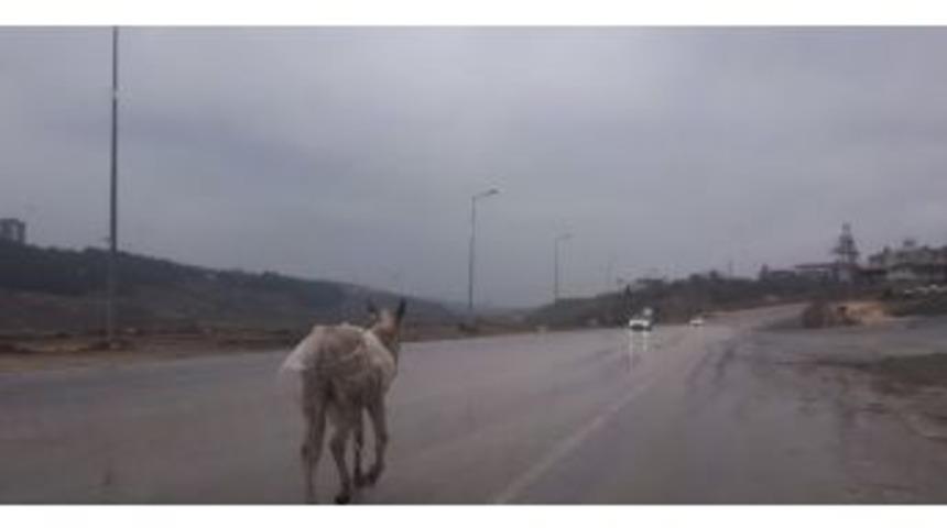 Başıboş Eşek S&uuml;r&uuml;c&uuml;lere Zor Anlar Yaşattı