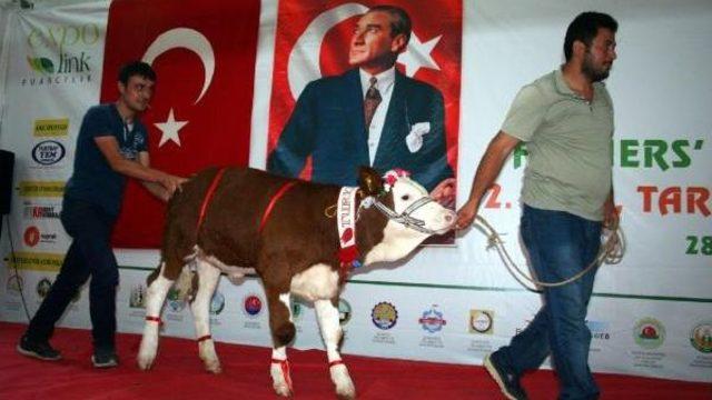 Zonguldak'ta 'en Güzel Buzağı Ve Malak Yarışması'