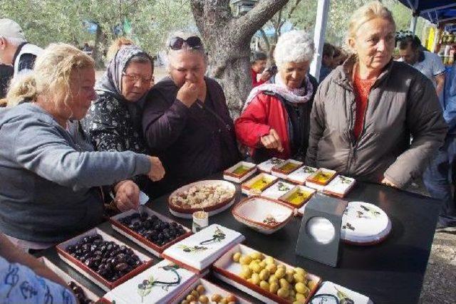 Ayvalık'ta Zeytin Hasat Şöleni