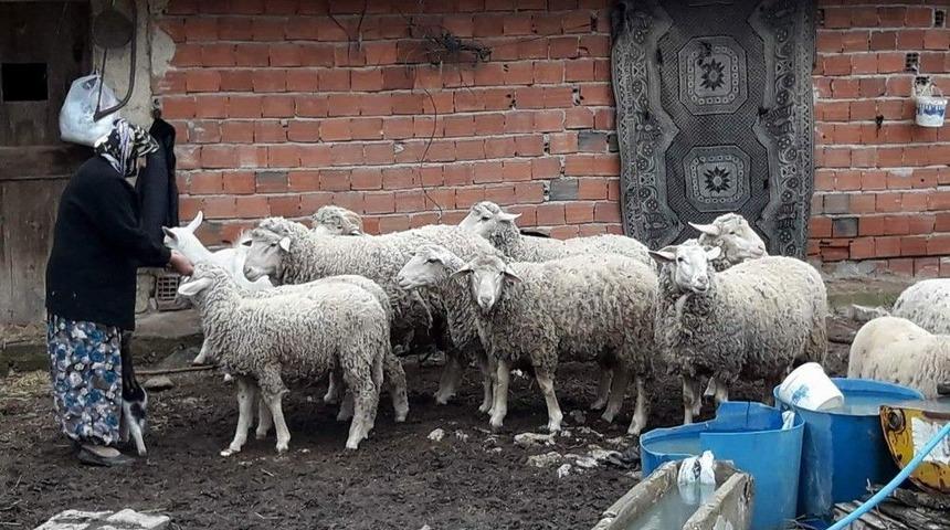 İmkansızlıklar İ&ccedil;erisinde Hayvancılık Yaparak Ge&ccedil;imini Sağlıyor