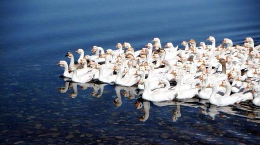 Tunceli'de Peri &Ccedil;ayı Kenarında Kaz &Ccedil;iftliği Kurdu