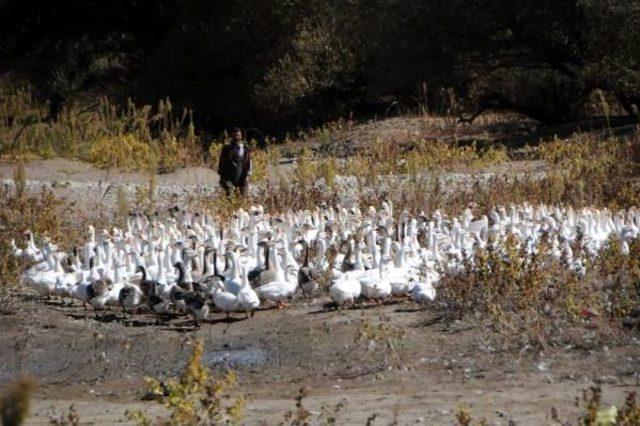 Tunceli'de Peri Çayı Kenarında Kaz Çiftliği Kurdu