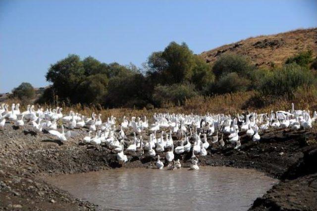 Tunceli'de Peri Çayı Kenarında Kaz Çiftliği Kurdu