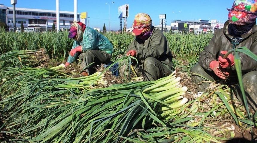 Pırasa Bu Yıl Üreticisini Üzdü