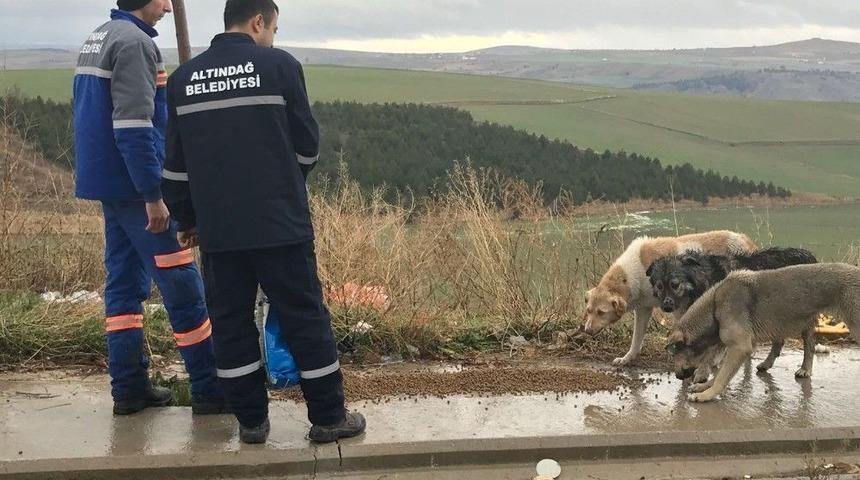 Altındağ Belediyesinden Sokak Hayvanlarına Yardım Eli