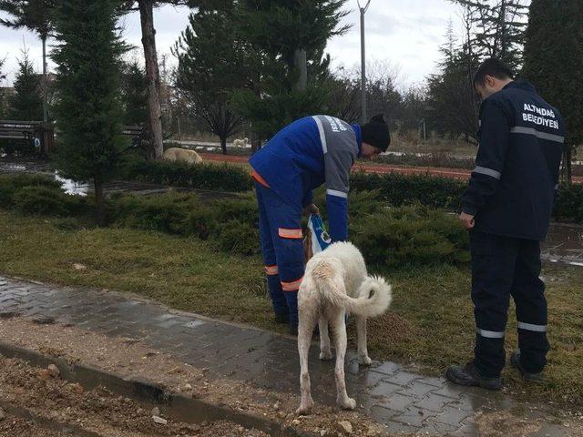 Altındağ Belediyesinden Sokak Hayvanlarına Yardım Eli