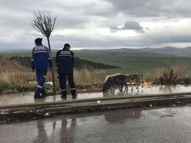 Altındağ Belediyesinden Sokak Hayvanlarına Yardım Eli