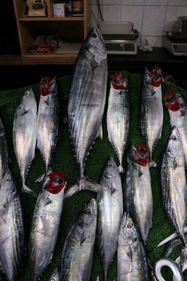 Balık&ccedil;ılar Umduğunu Bulamadı 1