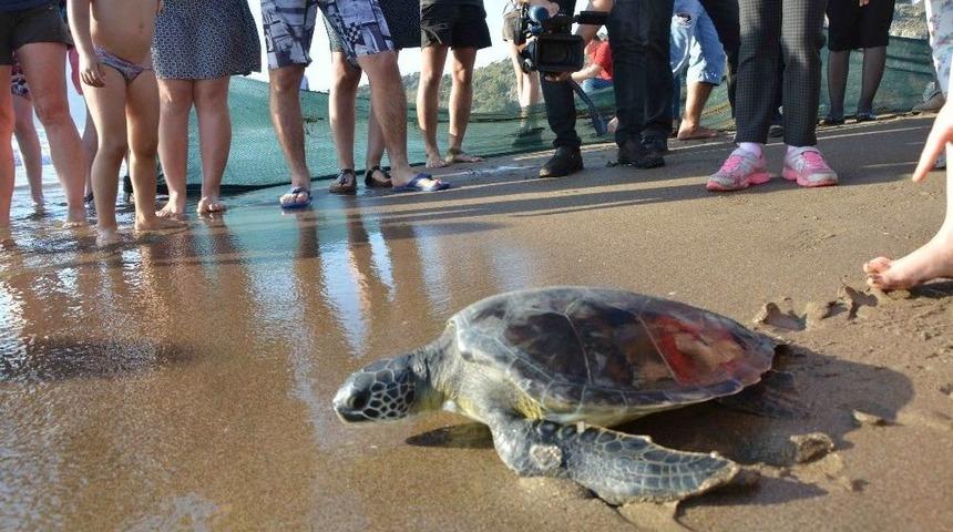 Caretta Caretta Yavruları Denizle Buluştu