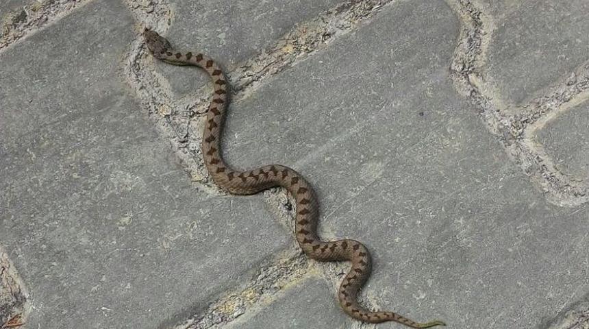 K&uuml;re Dağları Milli Parkı&rsquo;nda Yeni Engerek T&uuml;r&uuml; Tespit Edildi