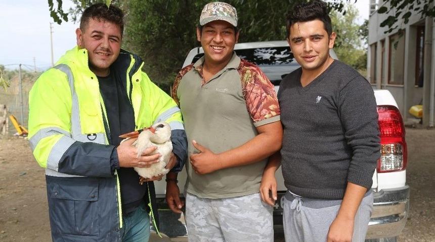 Milas&rsquo;ta Yaralı Leylek Korumaya Alındı