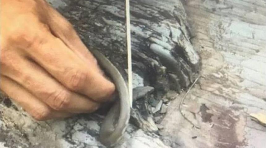 Yılan Yiyen Devlet Memuruna Bin 500 Tl Para Cezası