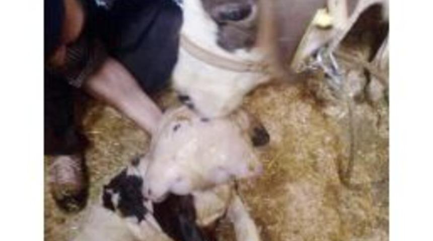 &Ccedil;ift Başlı Buzağı G&ouml;renleri Şaşırttı