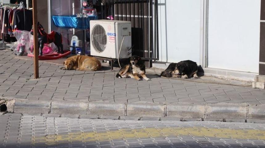 Burhaniye’de Sokak Hayvanlarına Mama Yardımı