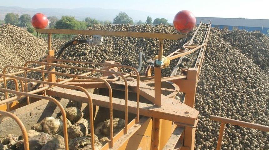 Pancar Y&uuml;zleri G&uuml;ld&uuml;rd&uuml;