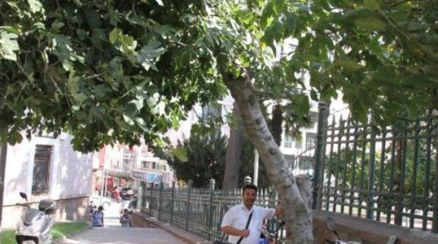 İncir Ağacının Betonla Imtihanı