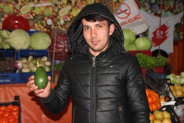 Bayanların Cilt Maskesi İçin Tercih Ettiği Avokadoya Bilecik’te İlgi Yoğun