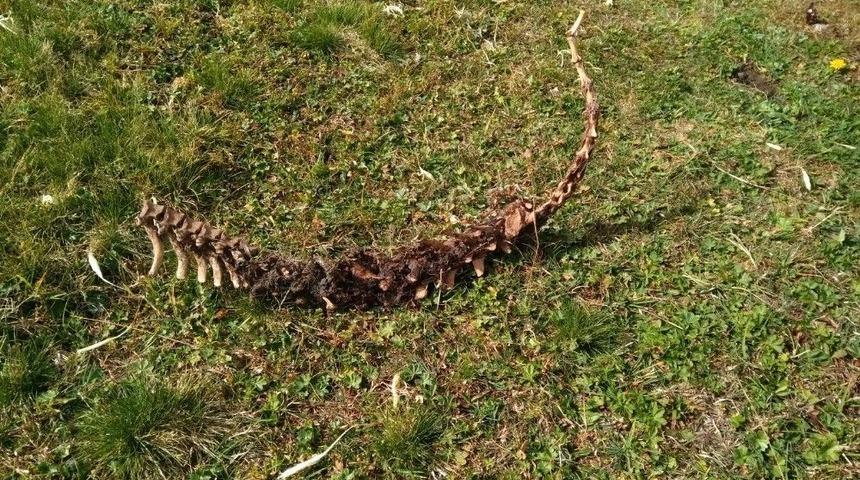 90 Santimetre Boyundaki İskelet Yaylacıları Korkuttu