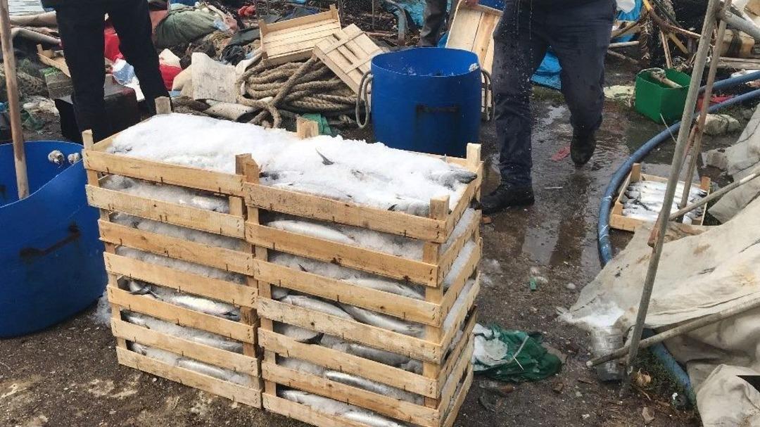 Fırtına Ve Yağmur Sonrası Palamut &Ccedil;oğaldı