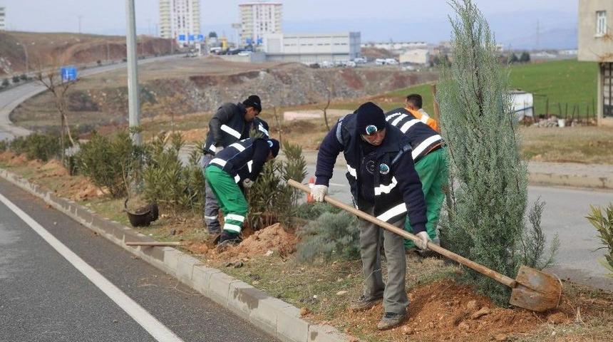 Siirt Belediyesi Ağaçlandırma Çalışmaları Devam Ediyor