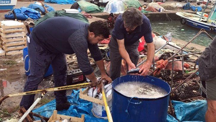 Fırtına Ve Yağmur Sonrası Palamut Çoğaldı G5