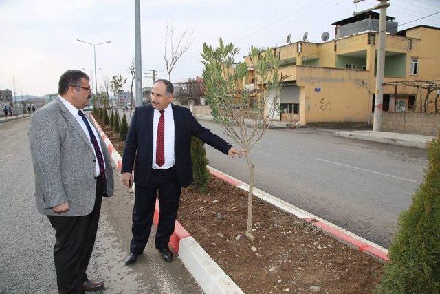 Siirt Belediyesi Ağaçlandırma Çalışmaları Devam Ediyor