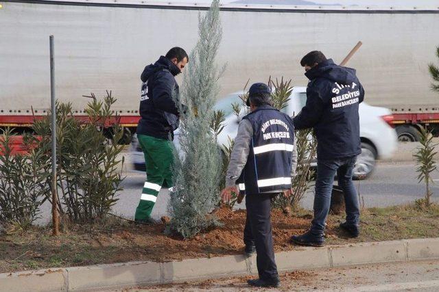 Siirt Belediyesi Ağaçlandırma Çalışmaları Devam Ediyor