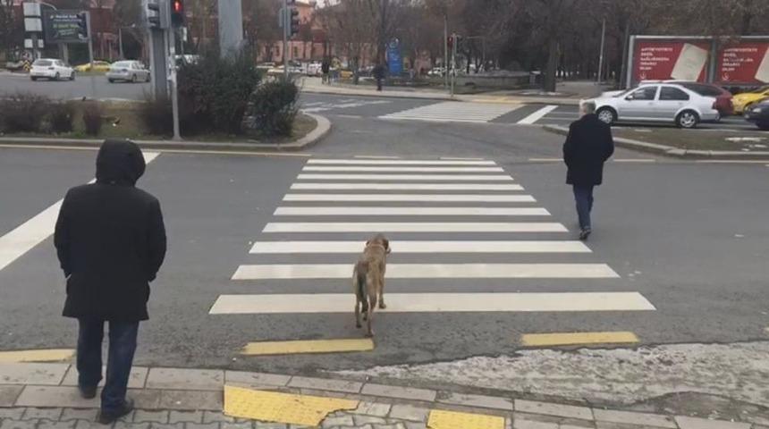 K&ouml;pek Kırmızı Işıkta Bekledi, Yaya Ge&ccedil;ti