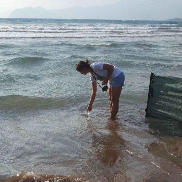 İki Caretta Ve Sezonun Son Yavruları Deniz Ile Buluşturuldu