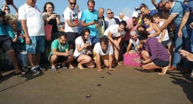 İki Caretta Ve Sezonun Son Yavruları Deniz Ile Buluşturuldu