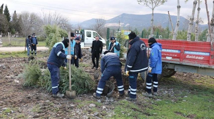 S&ouml;k&uuml;len Ağa&ccedil;lar Yeniden Toprakla Buluştu