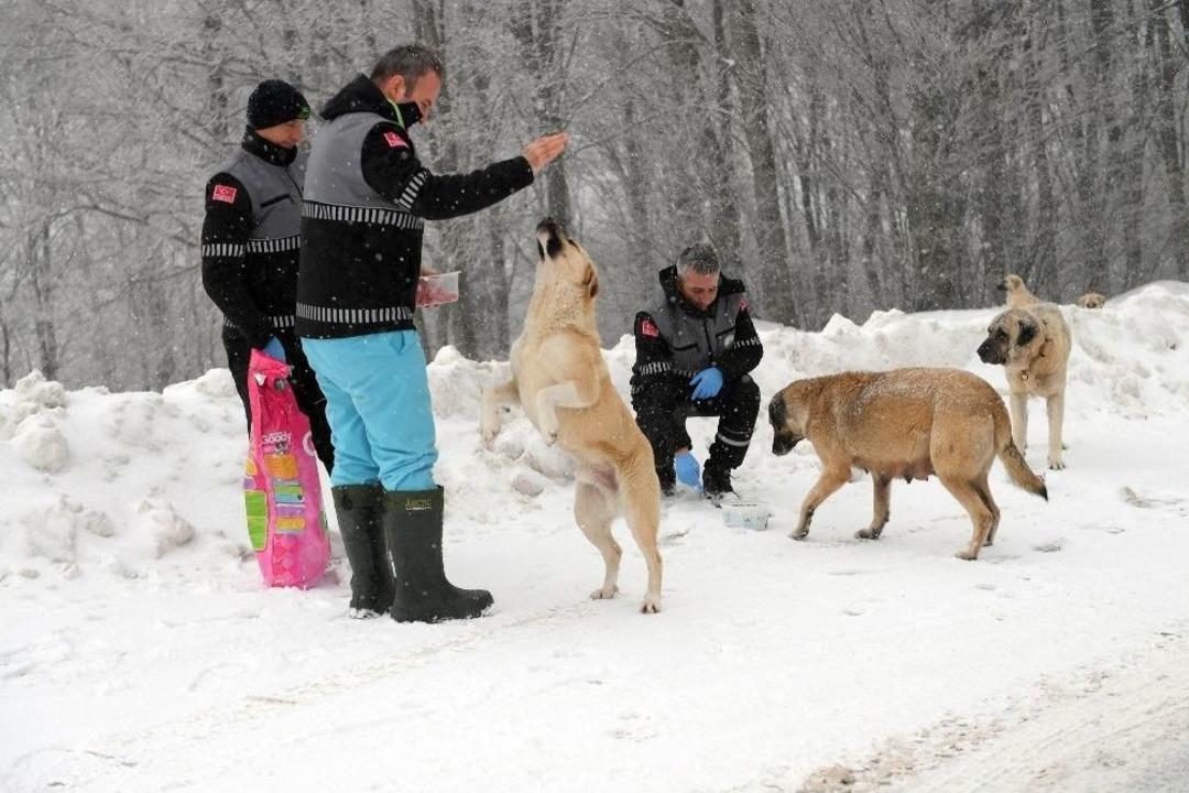 Uludağ Yolundaki Hayvanlar A&ccedil; Kalmadı