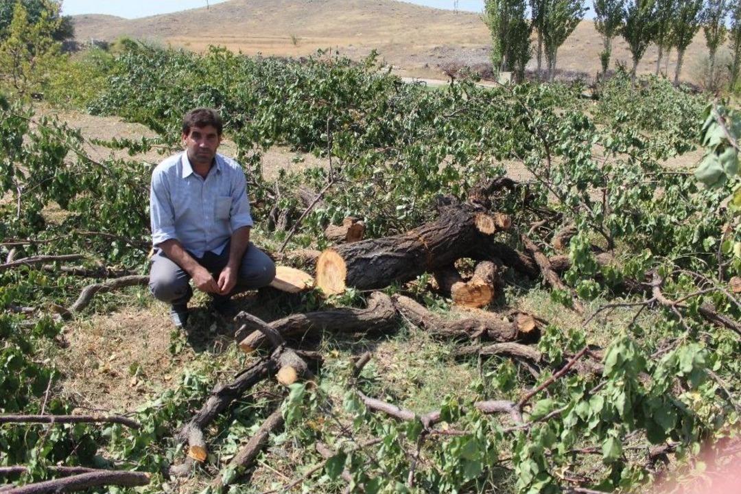 Kayısıda Korkulan Oldu