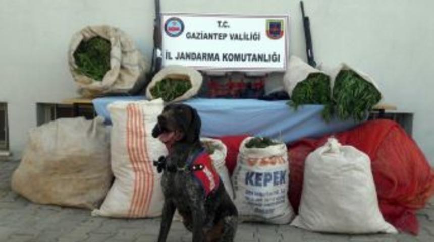 Gaziantep&rsquo;te 138 Kilo Esrar Ele Ge&ccedil;irildi