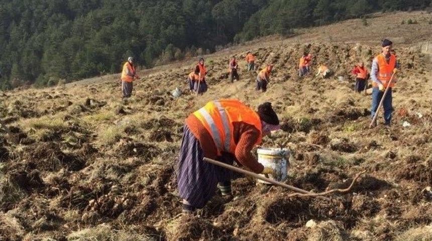 Yaban Hayvanları İ&ccedil;in 11 Bin Fidan Dikildi