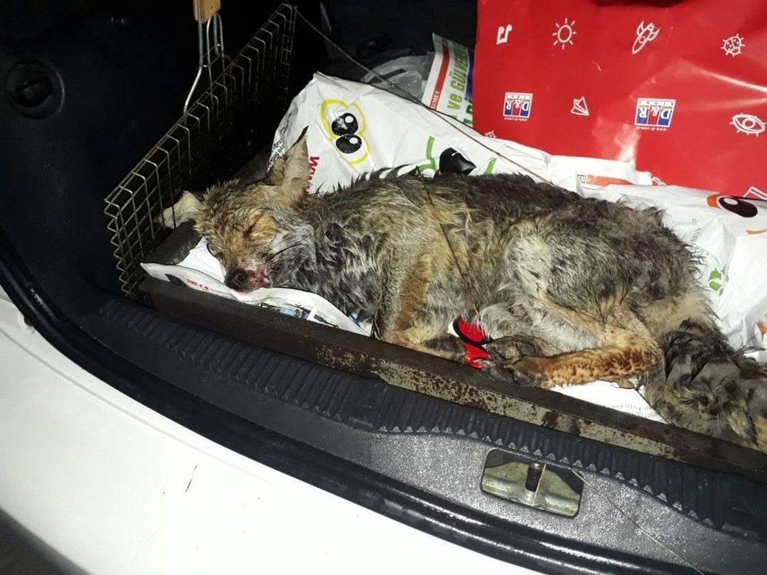 Yaralı Tilki Milli Parklara Teslim Edildi