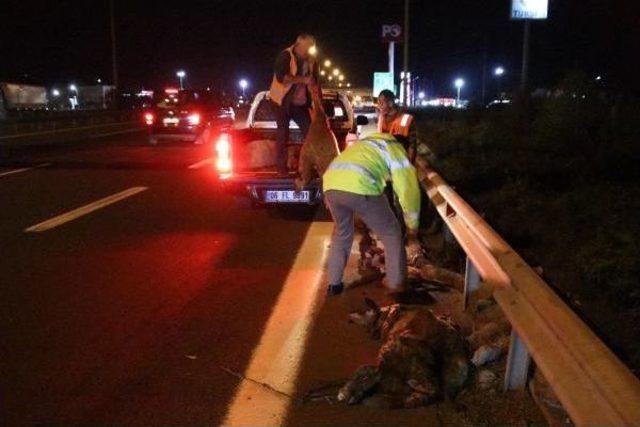 Tem'de Koyunlara Çarpan 6 Araçta Hasar Oluştu