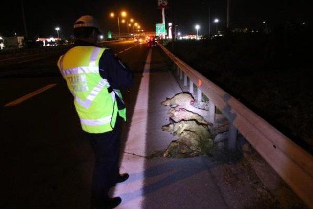 Tem'de Koyunlara Çarpan 6 Araçta Hasar Oluştu